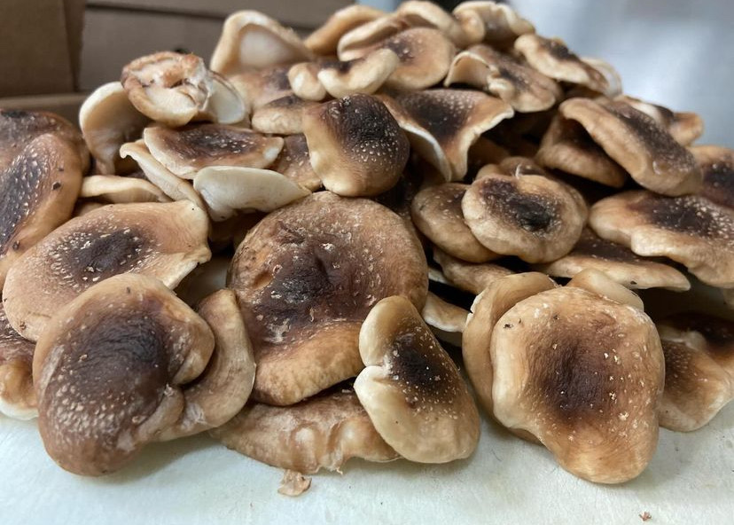 Cleaning & Storing Mushrooms 